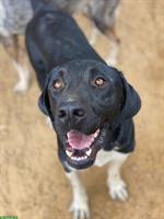 Labrador Mischling Flynn - Ich möchte endlich ankommen