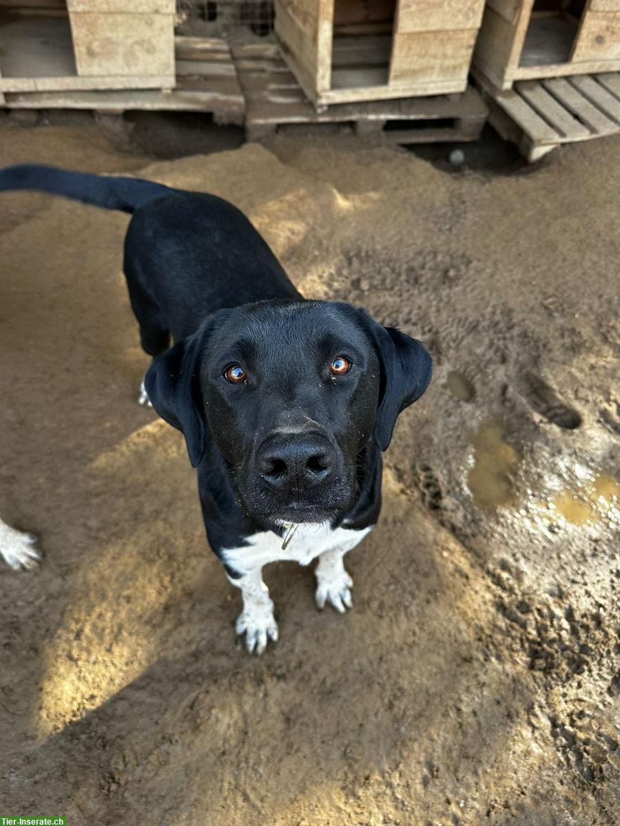 Bild 2: Labrador Mischling Flynn - Ich möchte endlich ankommen