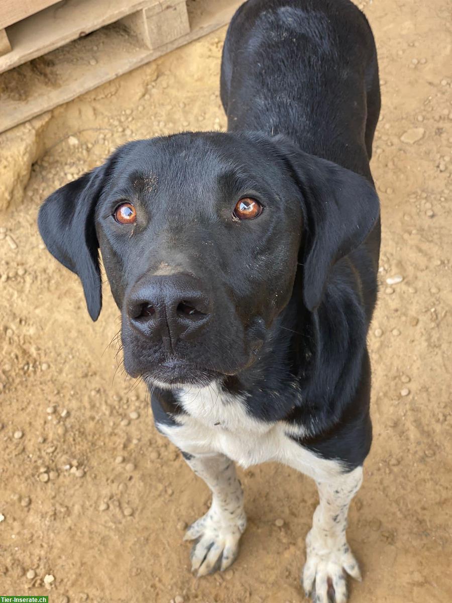 Bild 3: Labrador Mischling Flynn - Ich möchte endlich ankommen