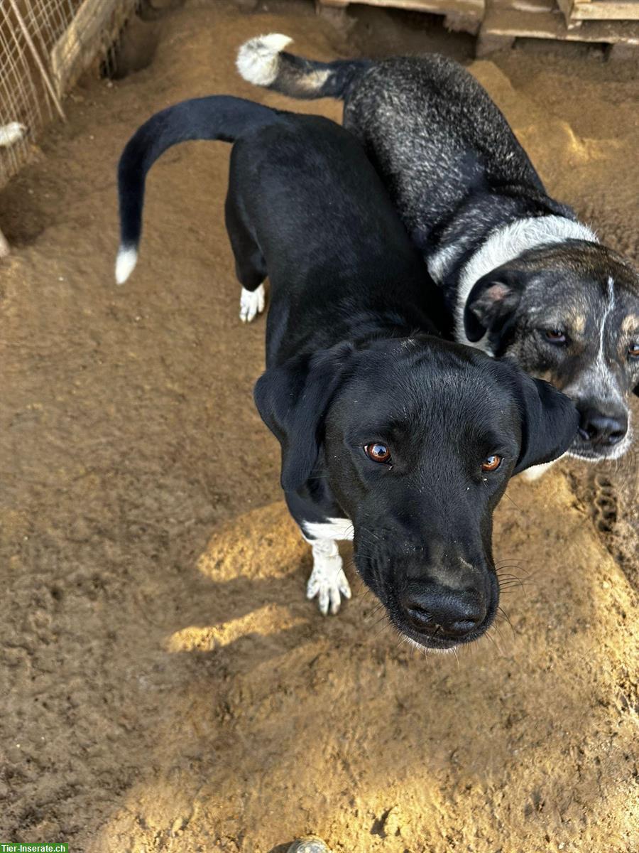 Bild 4: Labrador Mischling Flynn - Ich möchte endlich ankommen