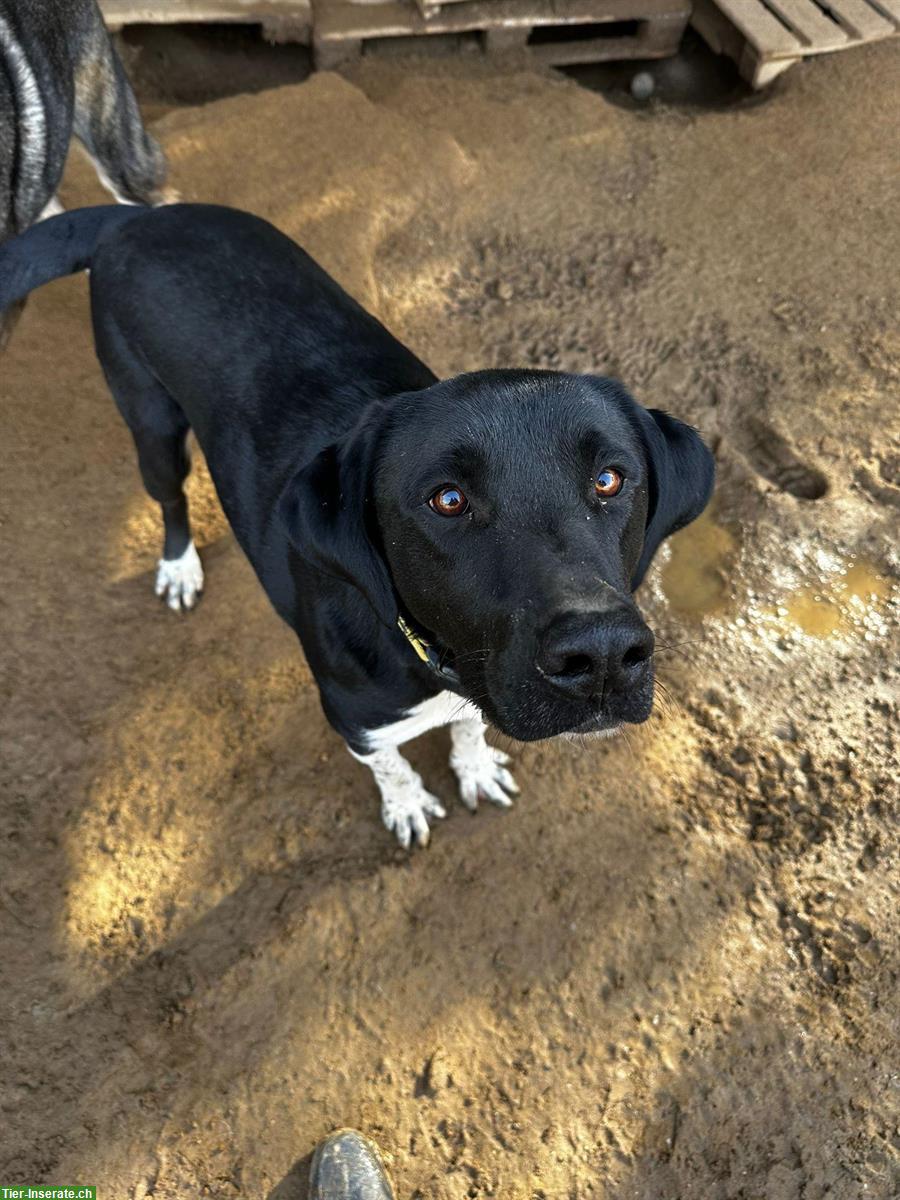 Bild 6: Labrador Mischling Flynn - Ich möchte endlich ankommen