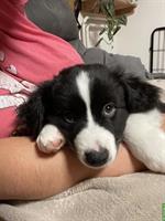 Miniature American Shepherd Welpe, männlich