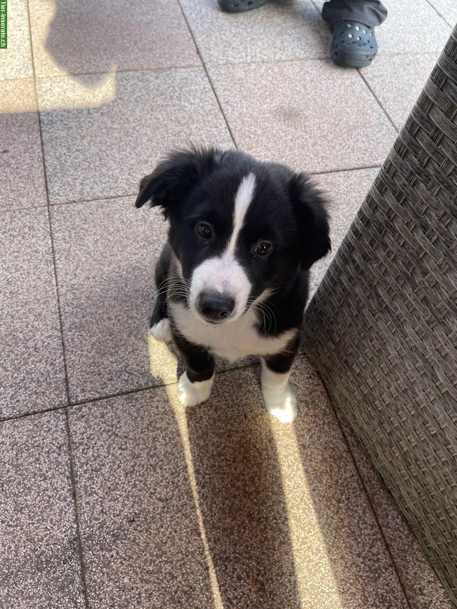 Bild 3: Miniature American Shepherd Welpe, männlich