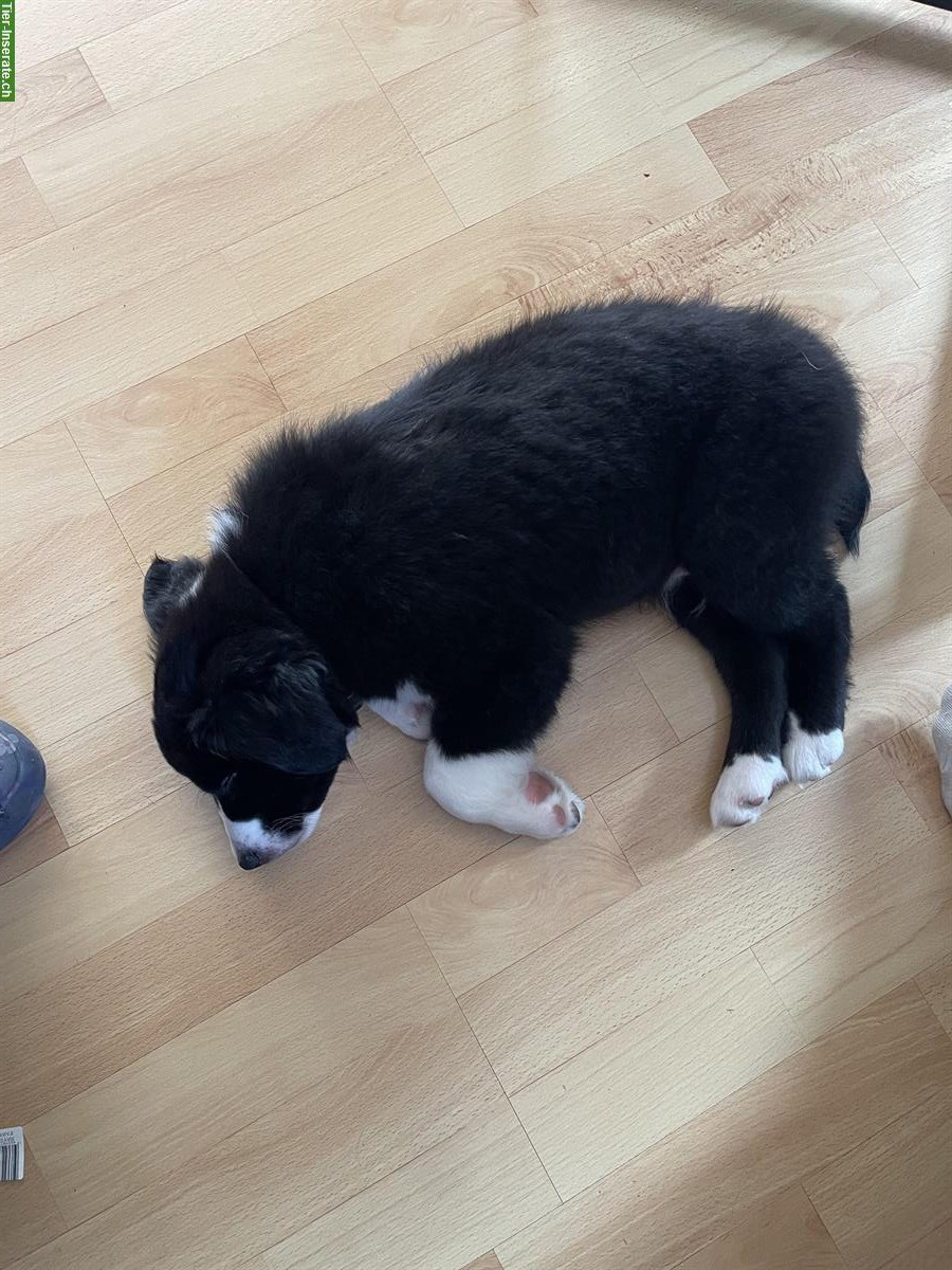 Bild 4: Miniature American Shepherd Welpe, männlich