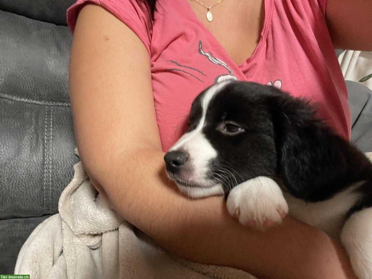 Bild 5: Miniature American Shepherd Welpe, männlich