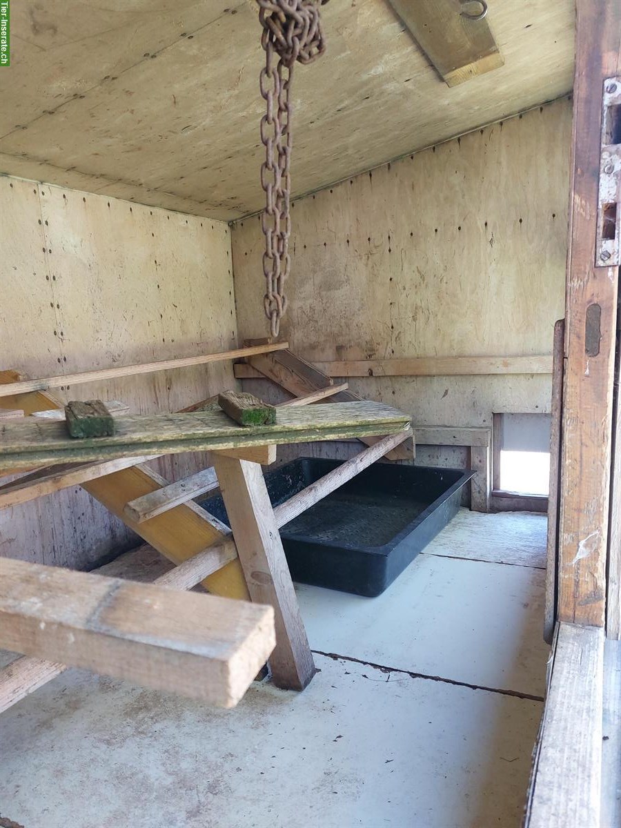 Bild 4: Mobiler Hühnerwagen/-Stall zu verkaufen