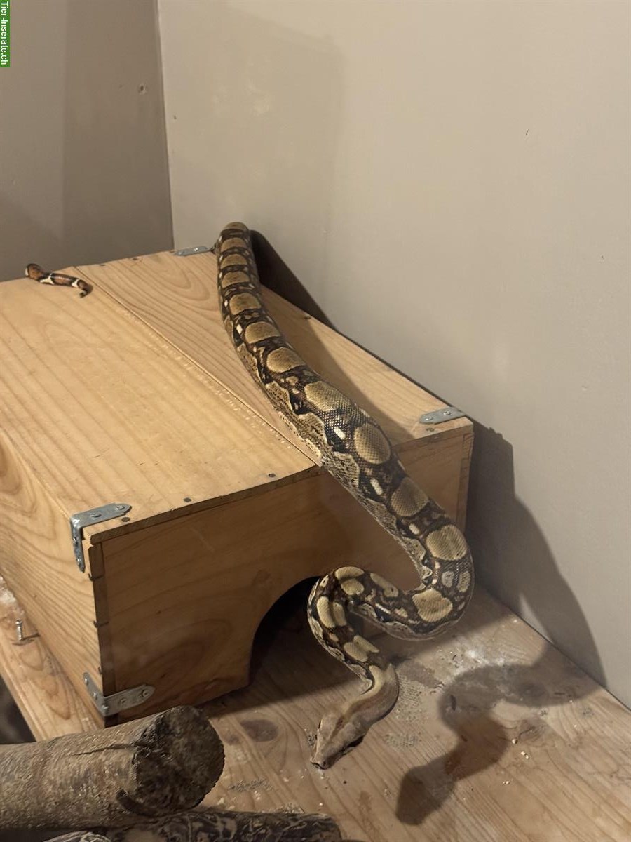 Boa constrictor imperator – Hugo sucht ein Zuhause