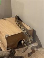 Boa constrictor imperator – Hugo sucht ein Zuhause