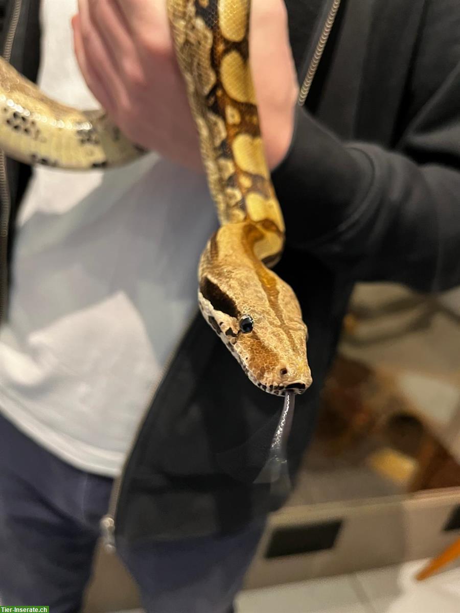 Bild 2: Boa constrictor imperator – Hugo sucht ein Zuhause