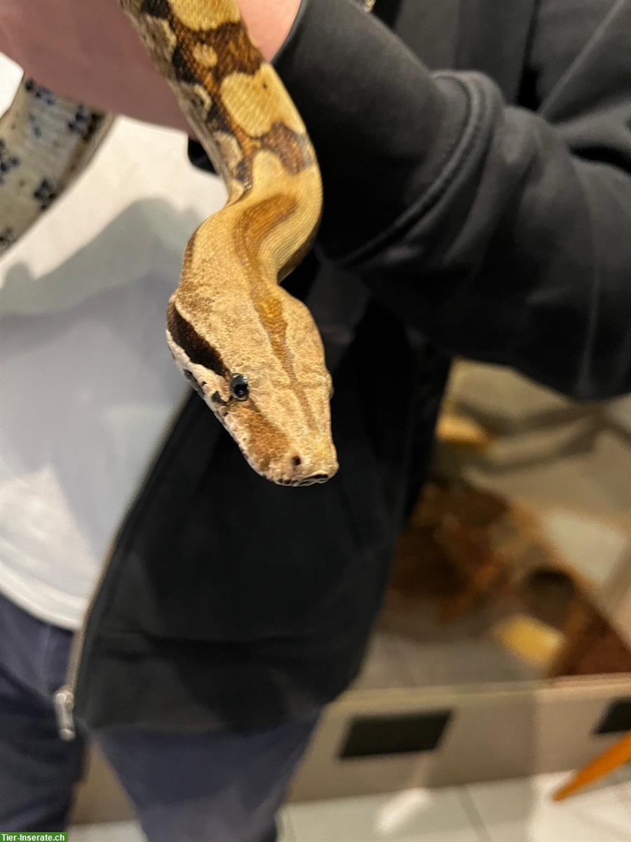 Bild 3: Boa constrictor imperator – Hugo sucht ein Zuhause