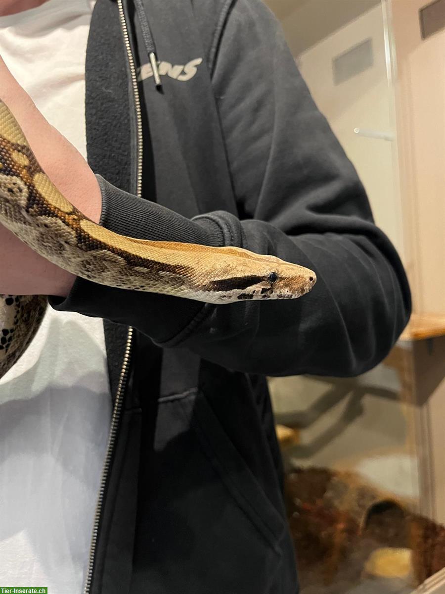 Bild 4: Boa constrictor imperator – Hugo sucht ein Zuhause