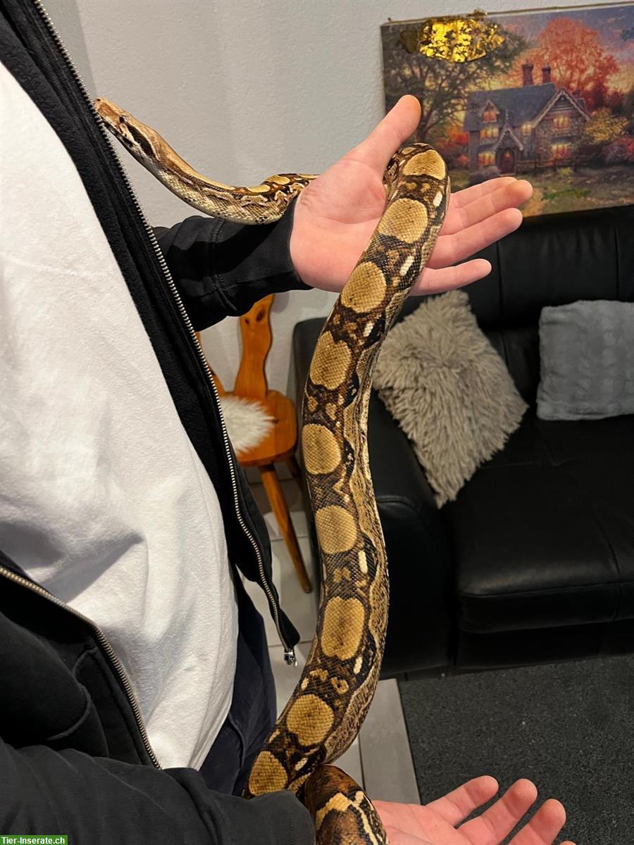 Bild 5: Boa constrictor imperator – Hugo sucht ein Zuhause