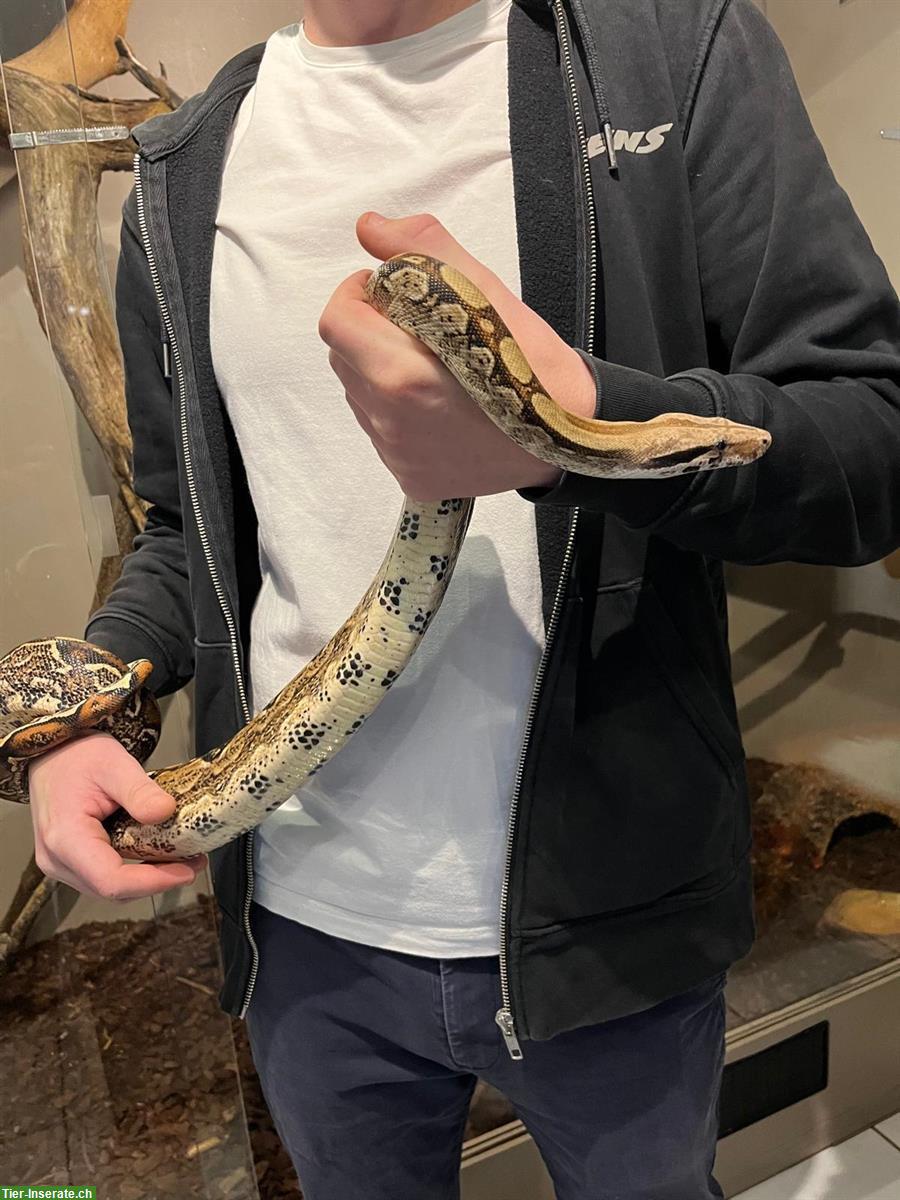 Bild 6: Boa constrictor imperator – Hugo sucht ein Zuhause