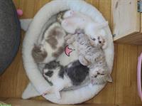 BKH Kitten Lilac White suchen ein Zuhause