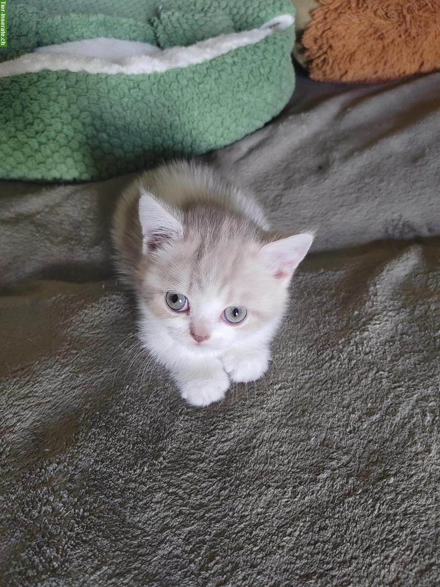 Bild 2: BKH Kitten Lilac White suchen ein Zuhause