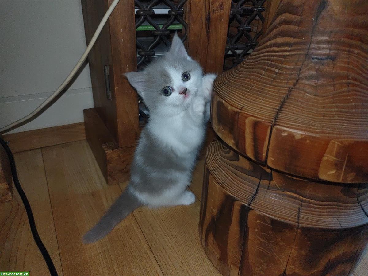 Bild 3: BKH Kitten Lilac White suchen ein Zuhause