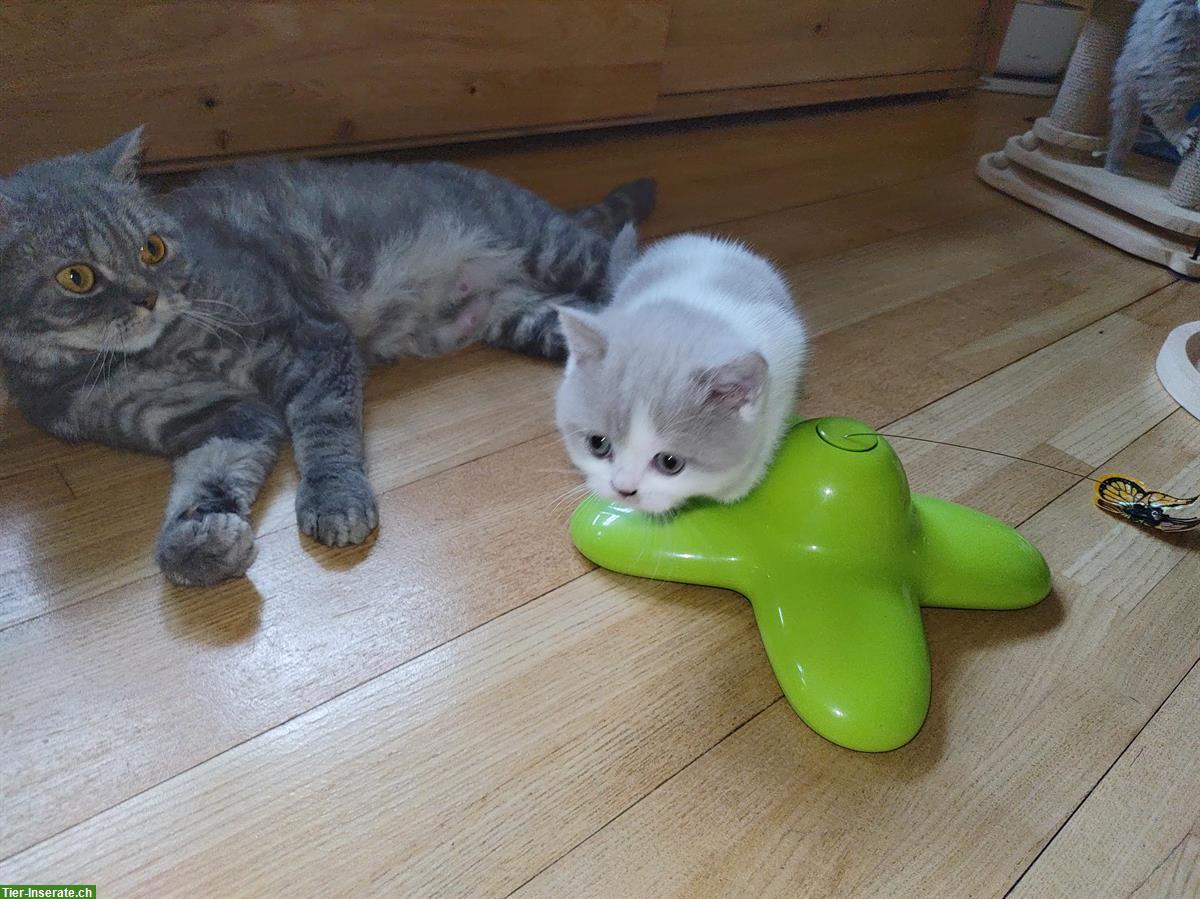 Bild 4: BKH Kitten Lilac White suchen ein Zuhause