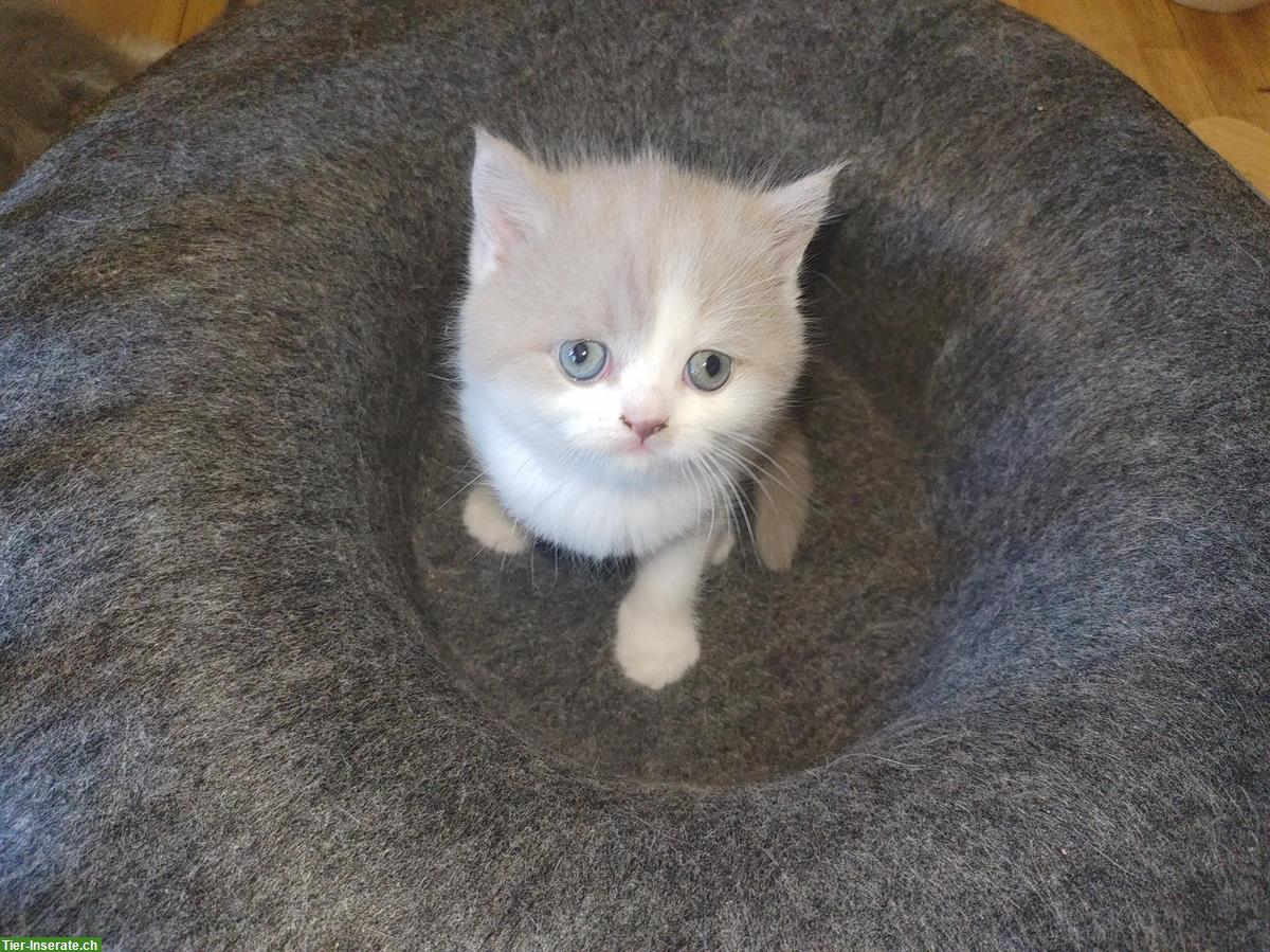 Bild 5: BKH Kitten Lilac White suchen ein Zuhause