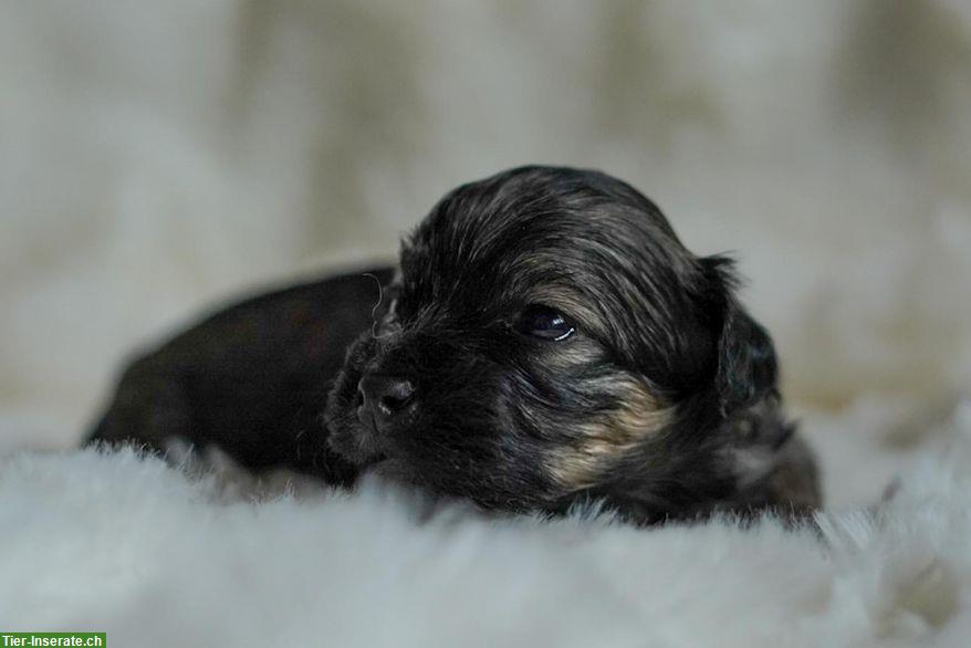 Bild 10: Wunderschöne, reinrassige Havaneser Welpen mit Ahnentafel
