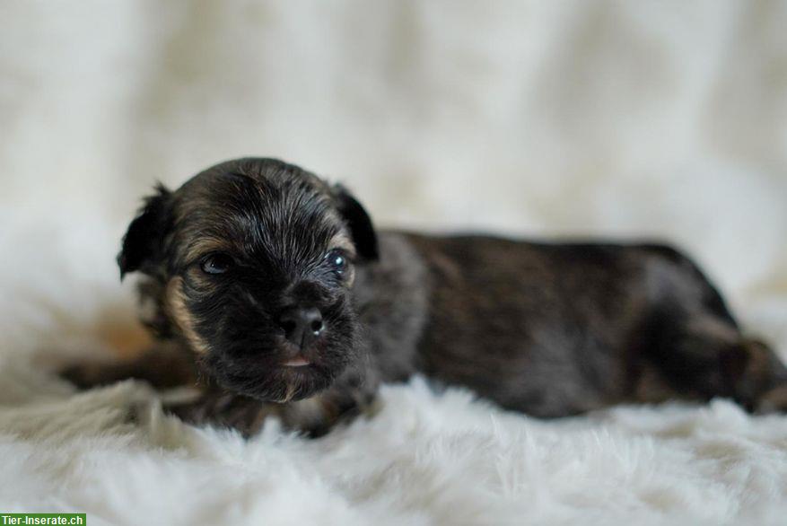 Bild 9: Wunderschöne, reinrassige Havaneser Welpen mit Ahnentafel