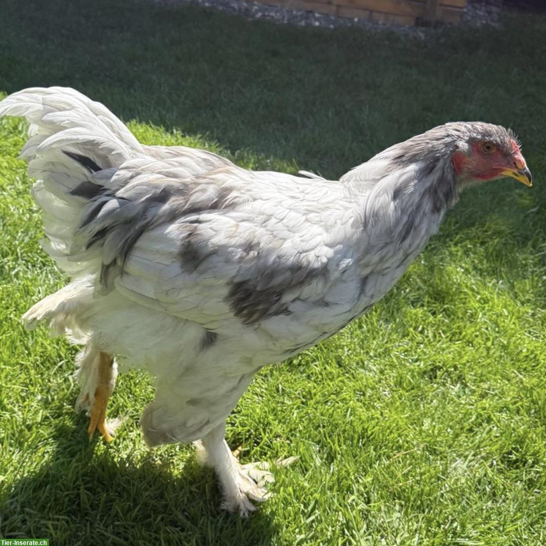 Bild 4: Schöner grosser Brahma Hahn, weiss-silbern