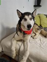 Husky Rüde Miki sucht ein neues Zuhause!