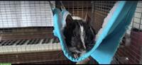 4 männliche Degus suchen ein neues Zuhause