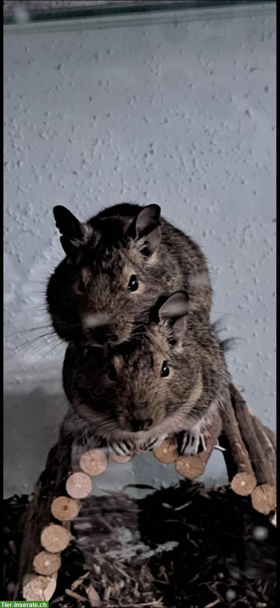 Bild 2: 4 männliche Degus suchen ein neues Zuhause