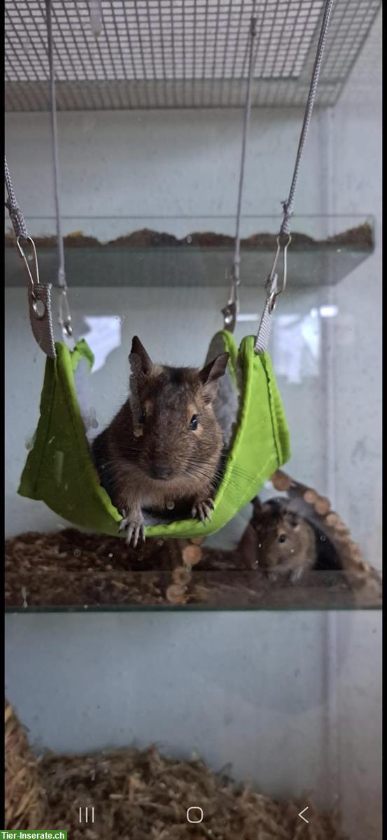 Bild 3: 4 männliche Degus suchen ein neues Zuhause
