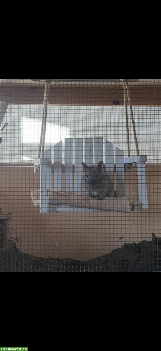 Bild 4: 4 männliche Degus suchen ein neues Zuhause