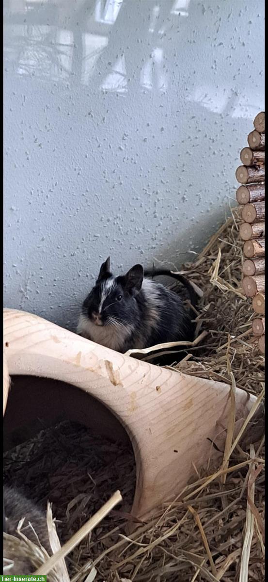 Bild 5: 4 männliche Degus suchen ein neues Zuhause