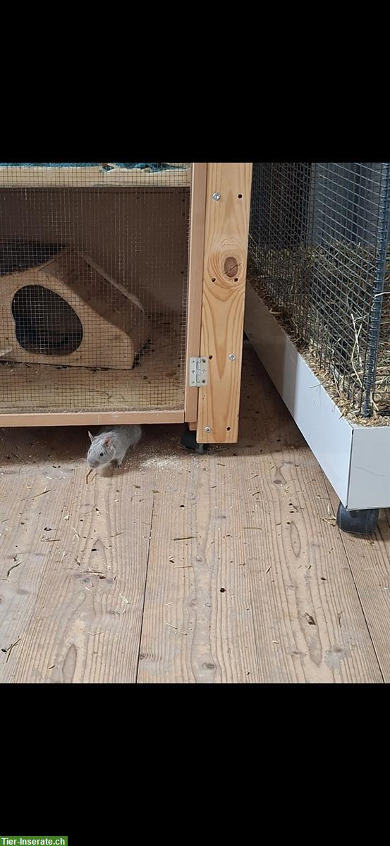 Bild 6: 4 männliche Degus suchen ein neues Zuhause