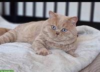 BKH Kater in Creme mit blauen Augen