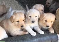 Wunderschöne Golden Retriever Welpen zu verkaufen