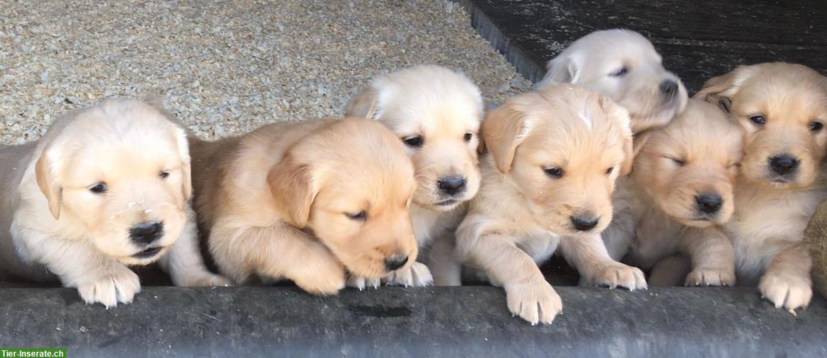 Bild 2: Wunderschöne Golden Retriever Welpen zu verkaufen