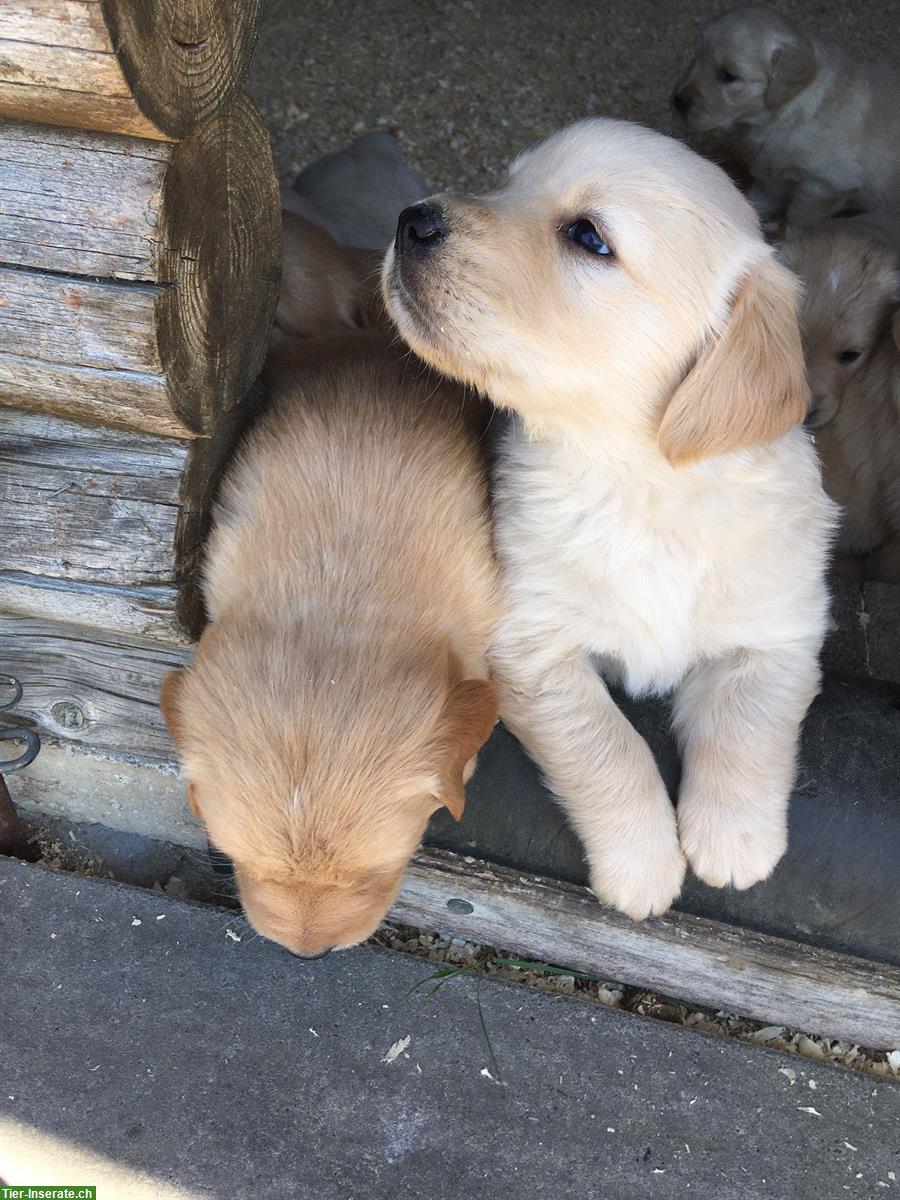 Bild 3: Wunderschöne Golden Retriever Welpen zu verkaufen