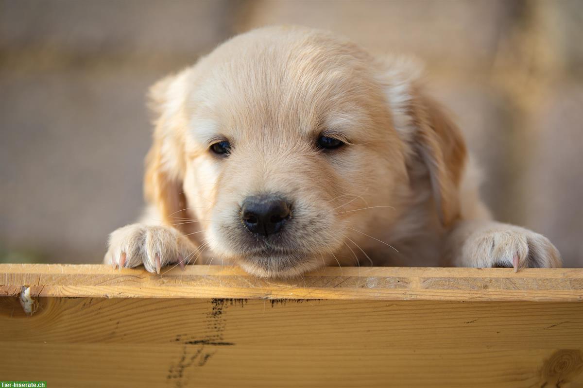 Bild 4: Wunderschöne Golden Retriever Welpen zu verkaufen