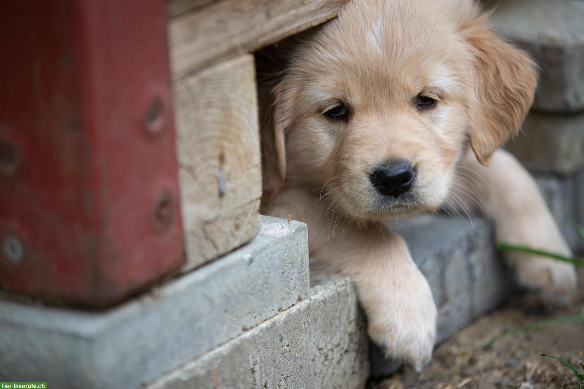 Bild 5: Wunderschöne Golden Retriever Welpen zu verkaufen