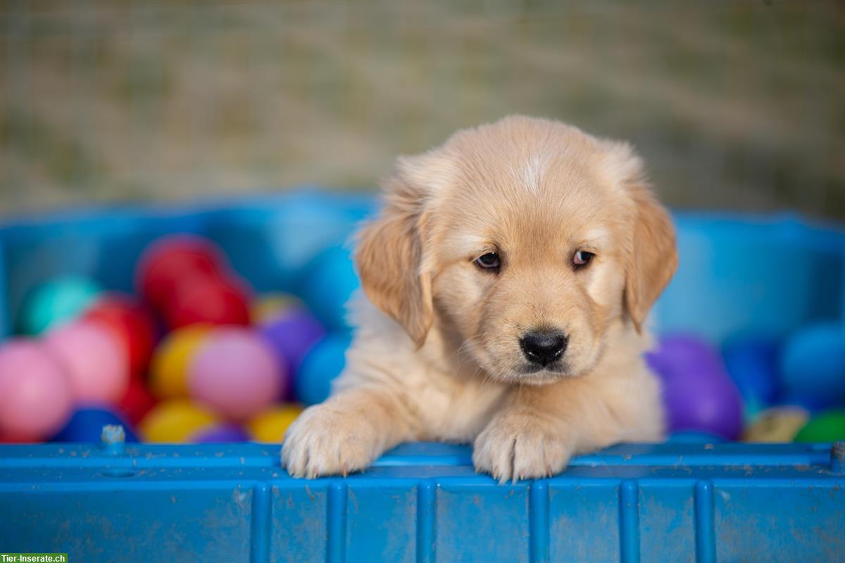 Bild 6: Wunderschöne Golden Retriever Welpen zu verkaufen