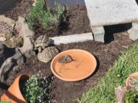 Männliche Griechische Landschildkröte sucht ein Zuhause