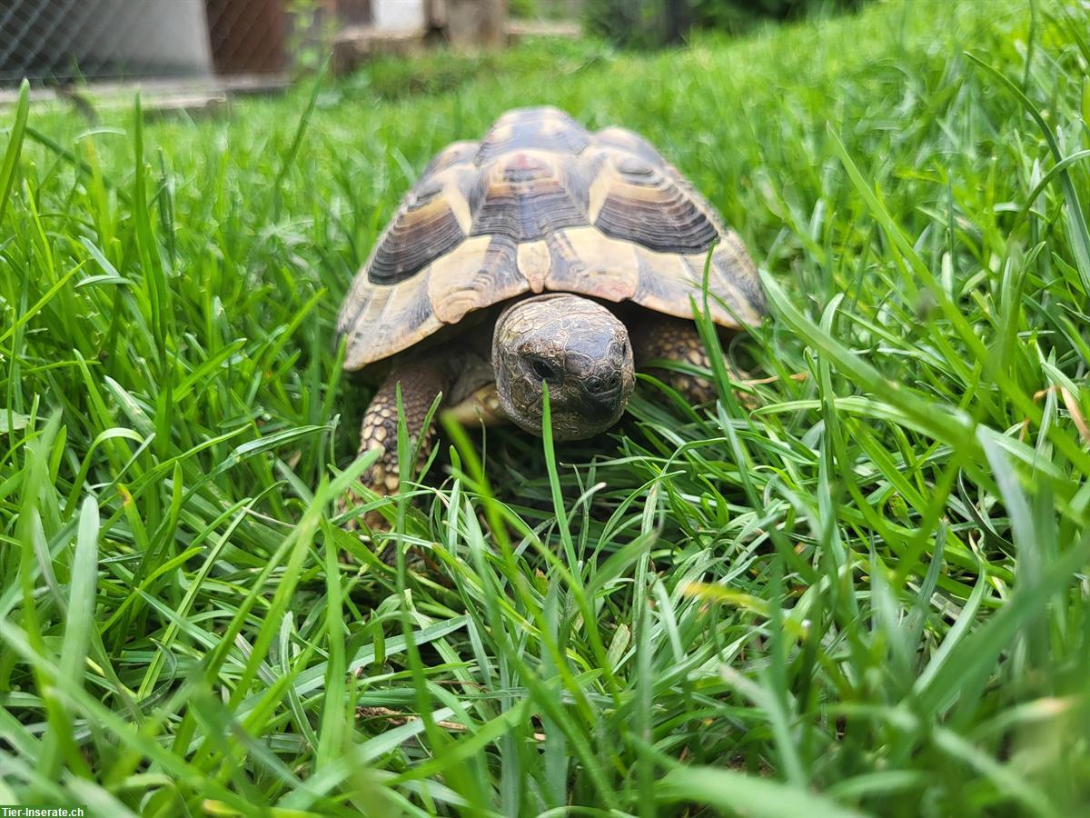 Bild 2: Männliche Griechische Landschildkröte sucht ein Zuhause