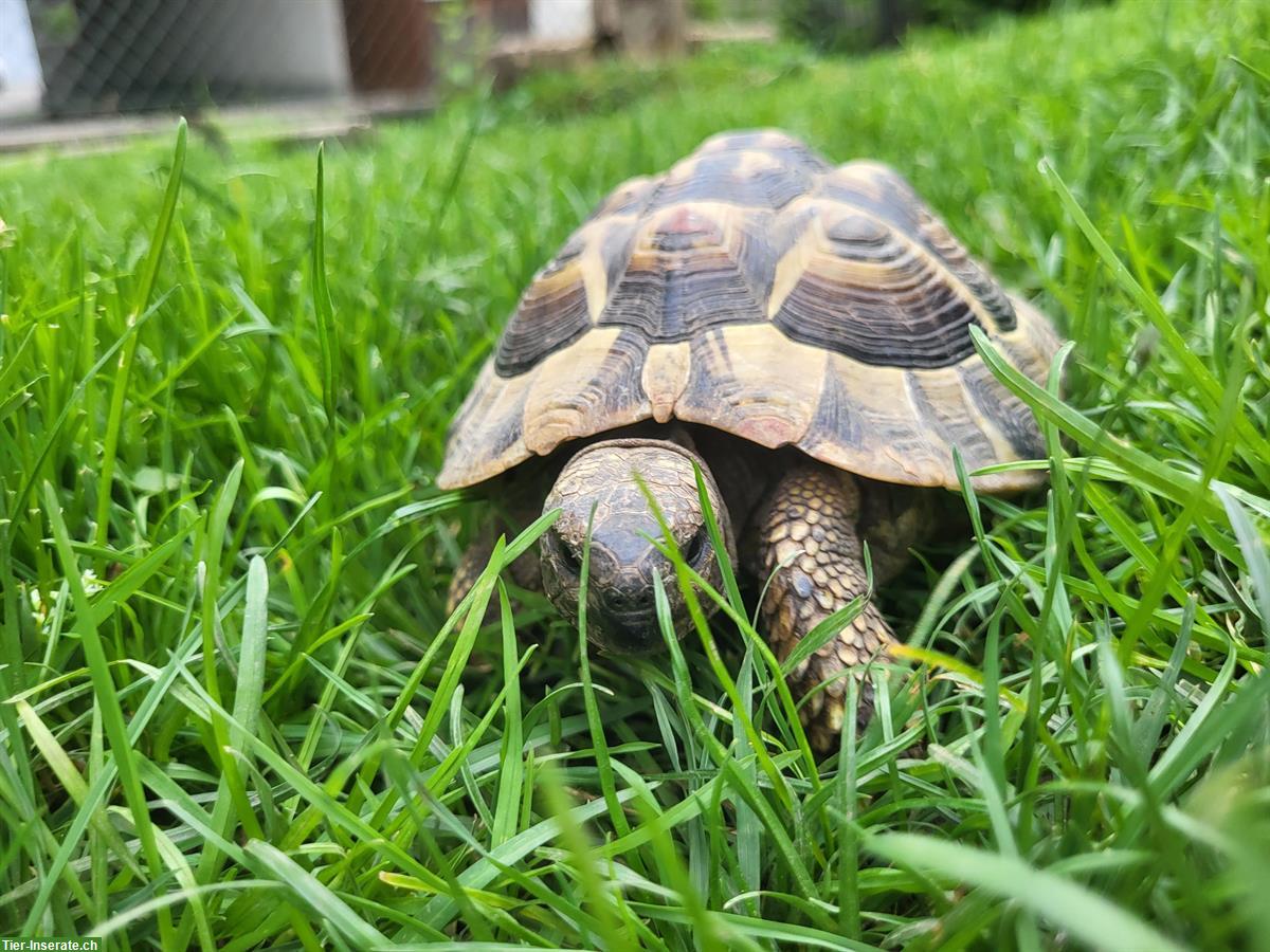 Bild 3: Männliche Griechische Landschildkröte sucht ein Zuhause