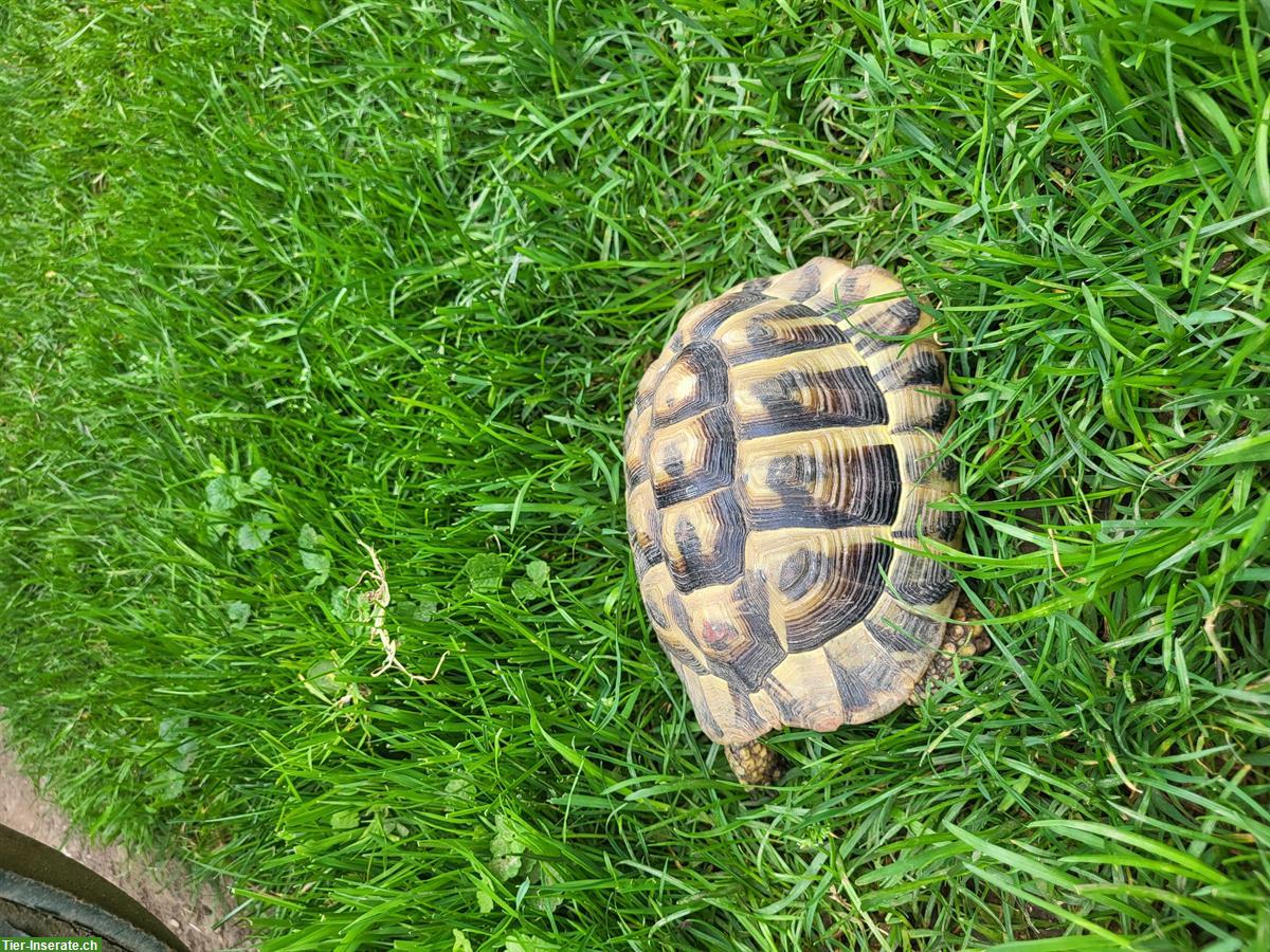 Bild 4: Männliche Griechische Landschildkröte sucht ein Zuhause