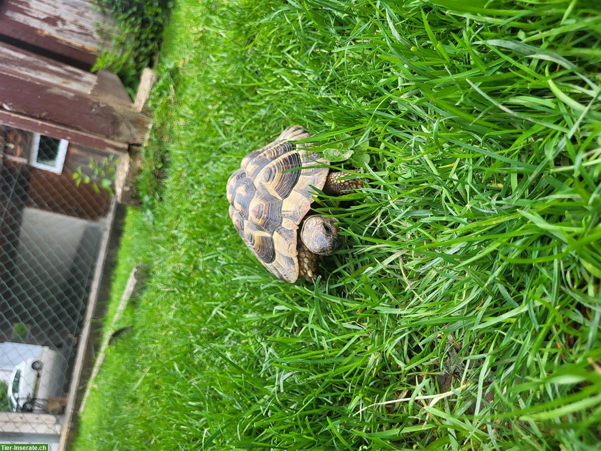 Bild 5: Männliche Griechische Landschildkröte sucht ein Zuhause