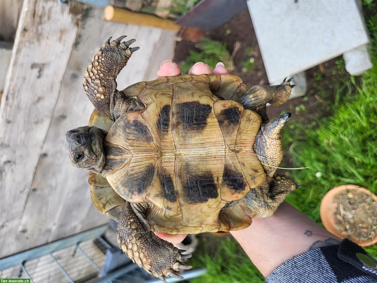 Bild 6: Männliche Griechische Landschildkröte sucht ein Zuhause