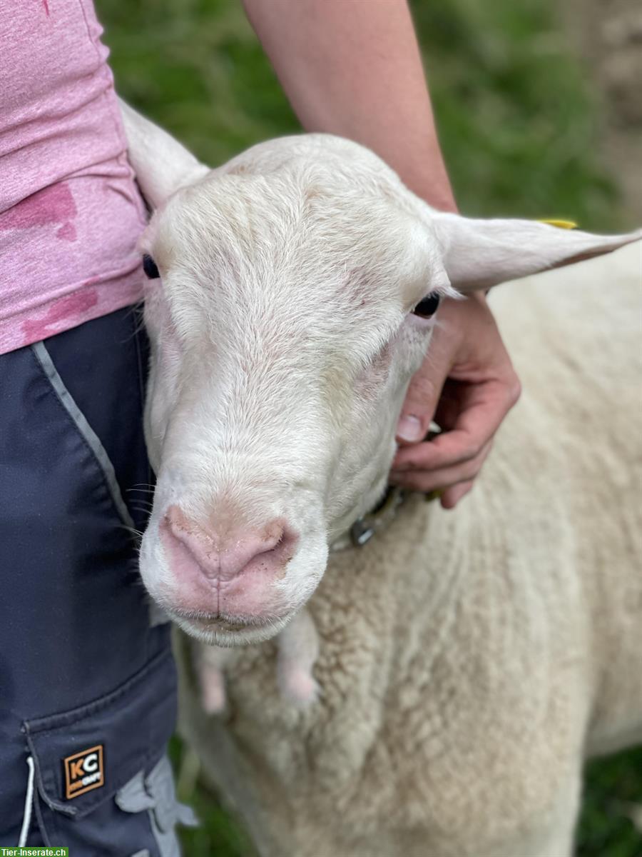 Ostfriesischer Milchschafbock reinrassig sucht neue Herde
