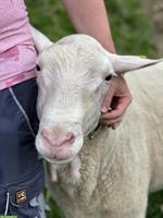 Ostfriesischer Milchschafbock reinrassig sucht neue Herde