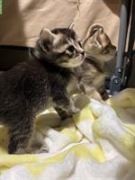 Bengal x Britisch Langhaar Mix Kitten suchen Zuhause