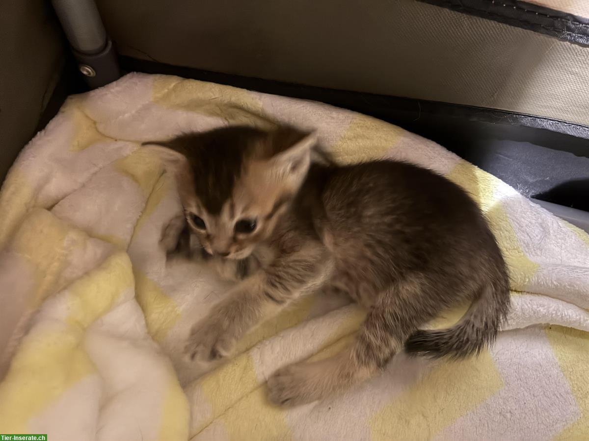 Bild 2: Bengal x Britisch Langhaar Mix Kitten suchen Zuhause