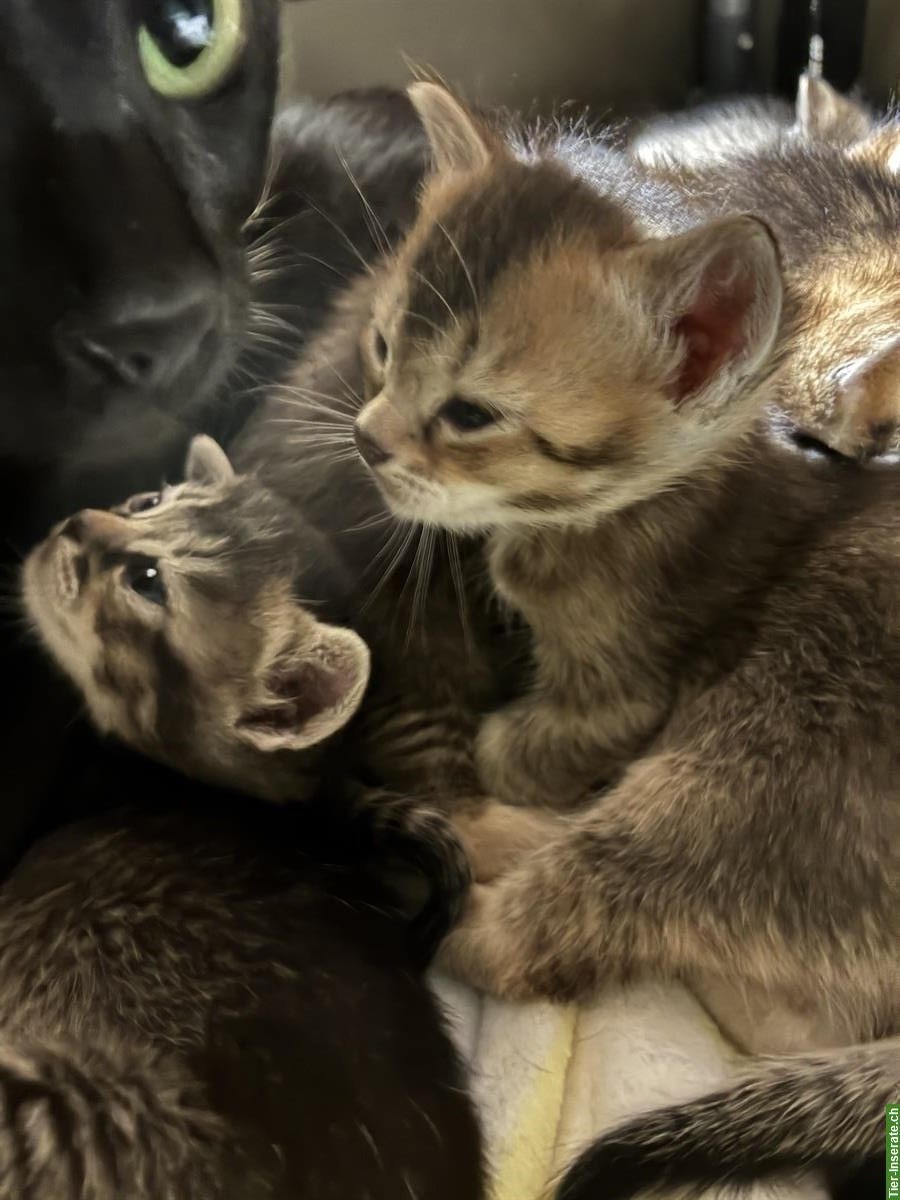 Bild 3: Bengal x Britisch Langhaar Mix Kitten suchen Zuhause